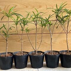 観葉植物　クロトン（流星）苗木1本の画像