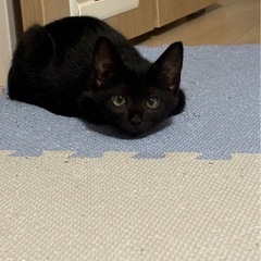 里親募集中です！