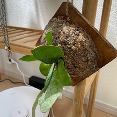 ビカクシダ　ビフルカツムの画像