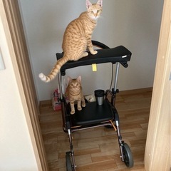 甘えん坊の兄弟8ヶ月