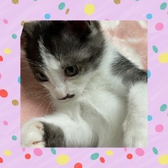 『里親様決定』肉球も可愛い　ハチワレよっちゃん❣️
