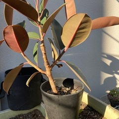 （再出品）フィカス・バーガンディ　黒ゴムの木　インテリア　観葉植物