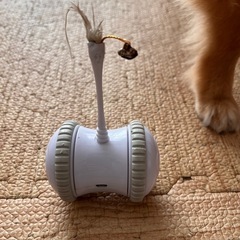 電動猫じゃらし