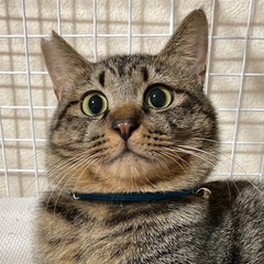 トライアル中  御縁９号 カフェオレ 男の子 ２歳シマネコ