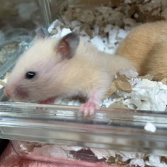 キンクマハムスター　　里親決まりました。