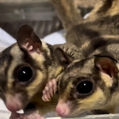フクロモモンガノーマル オス