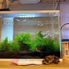 水槽濾過器２つセットの画像