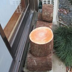 ■(完売) :丸太・榎(エノキ) の広葉樹の画像