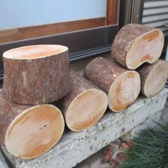 ■(完売) :丸太・榎(エノキ) の広葉樹の画像