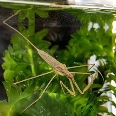 ミズカマキリ
