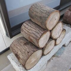 ■(完売) :丸太・椎(シイ) の広葉樹の画像