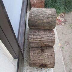 ■(完売) :丸太・椎(シイ) の広葉樹の画像