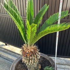 ソテツ