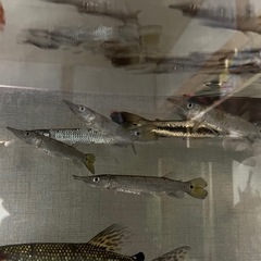 ブラントノーズガー　小サイズ
