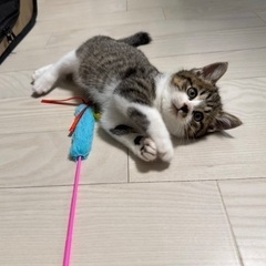 【お話中】かわいいキジシロ男の子😊😊の画像