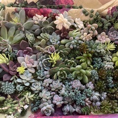 多肉植物カット詰め合わせセット大きめサイズ
