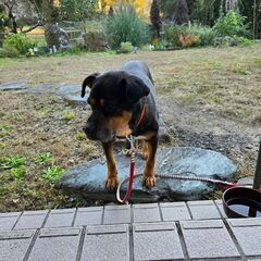 迷い犬