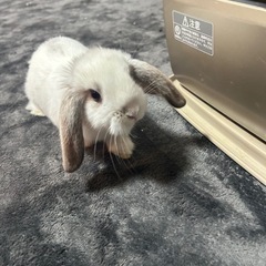 ロップイヤーの赤ちゃんの里親を募集です（お話し中）