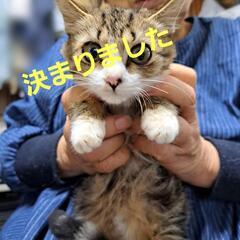 子猫の大事に育ててくれる里親さまを募集中！