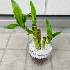 ミリオンバンブー　観葉植物　ハイドロカルチャー②の画像