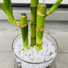 ミリオンバンブー　観葉植物　ハイドロカルチャー②の画像