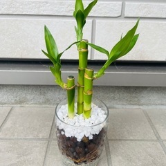 ミリオンバンブー　観葉植物　ハイドロカルチャー②