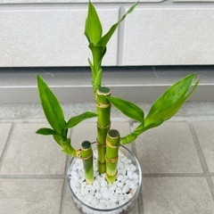 ミリオンバンブー　観葉植物　ハイドロカルチャー②の画像