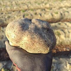 丸いも 約1.5kg