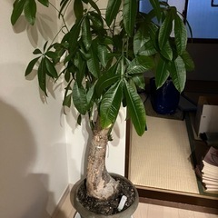 観葉植物　パキラ