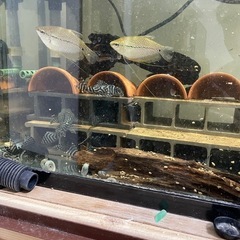 熱帯魚　キングロイヤルペコルティア　
キンペコ　