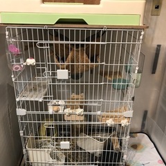 チンチラ飼育の中古が安い！激安で譲ります・無料であげます