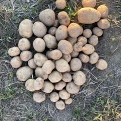 不揃いジャガイモ 　適量差し上げます