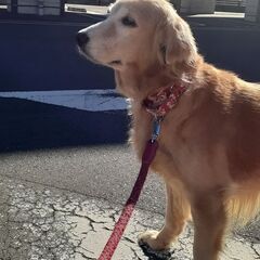 🎀里親様決定🤩のひまりちゃん😊 - 犬