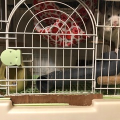 チンチラ　ウサギ　小動物　ケージ　小屋