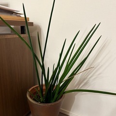 観葉植物
