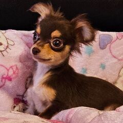 チワワの女の子です。