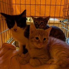 生後3ヶ月の兄妹