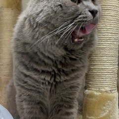 ブリティッシュおとこのこ👑