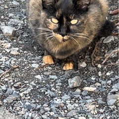 いらないキャットフードを頂けませんか？