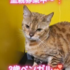 里親募集中！３歳ベンガル♀(⋈◍＞◡＜◍)。✧♡ 