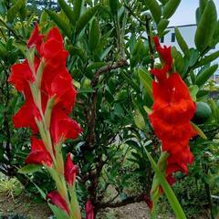 植物を交換したいです!