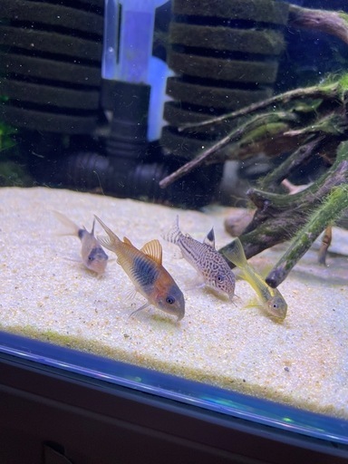 水槽セット 　全てセット！水槽計2台、生体、用品！！アクアリウム、熱帯魚！