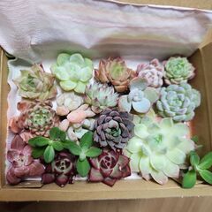 多肉植物カット苗☆B