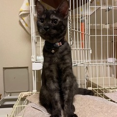 珍しい可愛いい黒キジ😺お目めが可哀想なミケ🩷