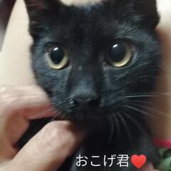 黒猫おこげ君♥トライアル決定！