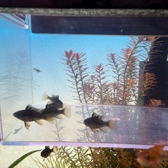 スーパーブラックラミレジィの若魚