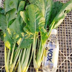 小松菜　100円　野菜　霧島市　国分