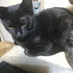 黒猫 姉妹  里親探してます