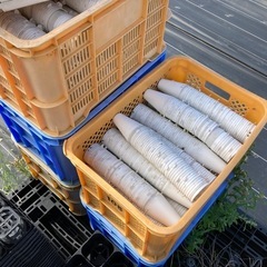 すくすくカップ24の画像