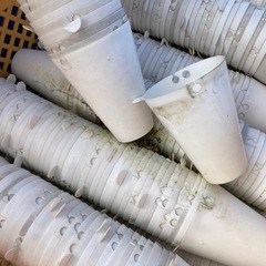 すくすくカップ24の画像